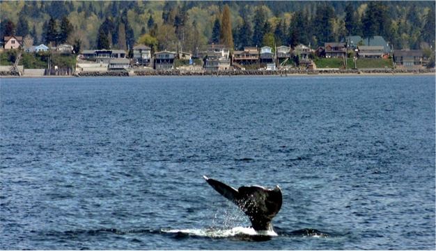 Snohomish-whale-img